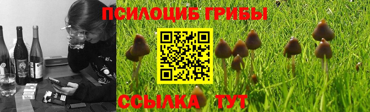 Псилоцибиновые грибы Cubensis Долгопрудный